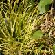 Carex oshimensis 'Everillo' �