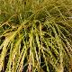 Carex oshimensis 'Everillo' �