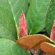 Rhododendron hodgsonii 