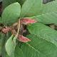 Rhododendron hodgsonii 