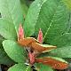 Rhododendron hodgsonii 