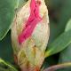Rhododendron  Loderi Helen