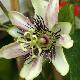 Passiflore Imp�ratrice Eug�nie