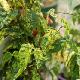 Abutilon grimpant panach�