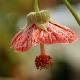 Abutilon Striatum