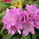 Rhododendron Roseum Elegans