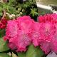 Rhododendron hybride Germania