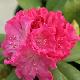 Rhododendron hybride Germania