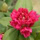 Rhododendron hybride Germania