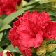 Rhododendron hybride Red Jack