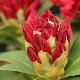 Rhododendron hybride Red Jack