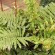  Blechnum tabulare