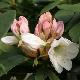 Rhododendron Mrs A.T. de la Mare