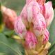 Rhododendron Loder's White