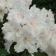 Rhododendron Loder's White