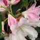 Rhododendron  Loderi Helen