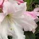 Rhododendron  Loderi Helen