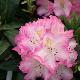 Rhododendron 'Hachmann's Saskia'