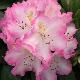 Rhododendron 'Hachmann's Saskia'