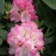 Rhododendron 'Hachmann's Saskia'
