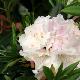 Rhododendron Spring Fragrance