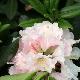 Rhododendron Spring Fragrance