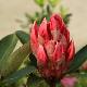 Rhododendron Tahitian Dawn