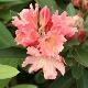Rhododendron Tahitian Dawn