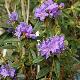 Rhododendron nain augustinii 