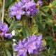 Rhododendron nain augustinii 
