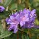 Rhododendron nain augustinii 
