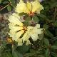 Rhododendron burmanicum