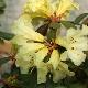 Rhododendron burmanicum