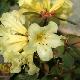 Rhododendron burmanicum