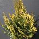 Chamaecyparis alumigold