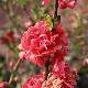 Chaenomeles 'Orange Storm'