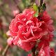 Chaenomeles 'Orange Storm'
