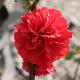 Chaenomeles 'Orange Storm'