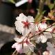 Cerisier � fleurs Horinji