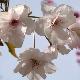 Cerisier � fleurs Horinji