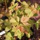 Acer negundo 'Sensation'