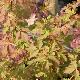 Acer negundo 'Sensation'
