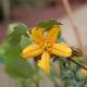Fremontodendron 'Tequila Sunrise'