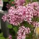 Lilas Jos�e