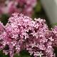 Lilas Jos�e