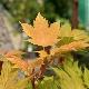 Acer pseudoplatanus 'Prinz Handjery'