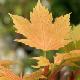 Acer pseudoplatanus 'Prinz Handjery'