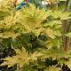 Acer pseudoplatanus 'Prinz Handjery'