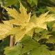 Acer pseudoplatanus 'Prinz Handjery'