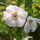 Abutilon vitifolium � fleur blanche